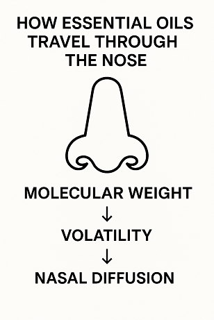Molecular Weight × Volatility × Nasal Diffusion: How Essential Oils Travel Through the Nose