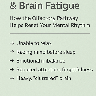 Overthinking & Brain Fatigue: How the Olfactory Pathway Helps Reset Your Mental Rhythm