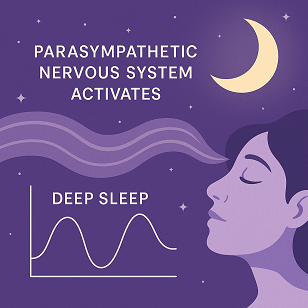🌙 The Connection Between the Autonomic Nervous System and Sleep Quality