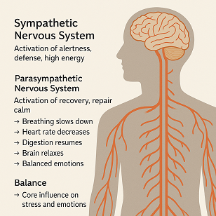 What Is the Autonomic Nervous System?  Sympathetic × Parasympathetic — How It Works, and How It Shapes Stress & Emotions