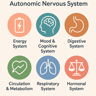 The 6 Body Systems Most Strongly Influenced by the Autonomic Nervous System