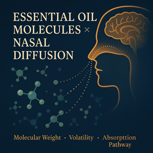 🌿 Essential Oil Molecules × Nasal Diffusion - Molecular Weight • Volatility • Absorption Pathway  A clear scientific explanation of how aroma truly works in your body