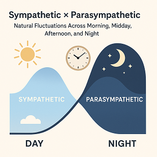 Sympathetic × Parasympathetic: Natural Fluctuations Across Morning, Midday, Afternoon, and Night