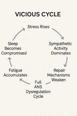 Autonomic Nervous System Dysregulation: Symptoms and the Vicious Cycle